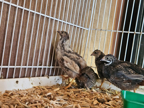 Chinese painted quail ( Button Quail ) now 4wks old
