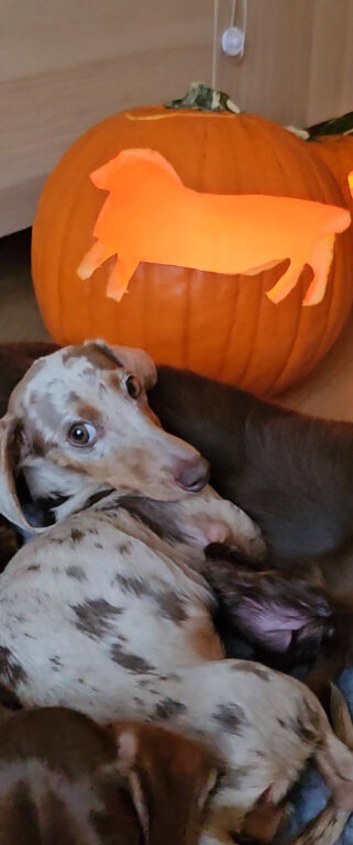 KC Dapple Miniature Dachshund Girl