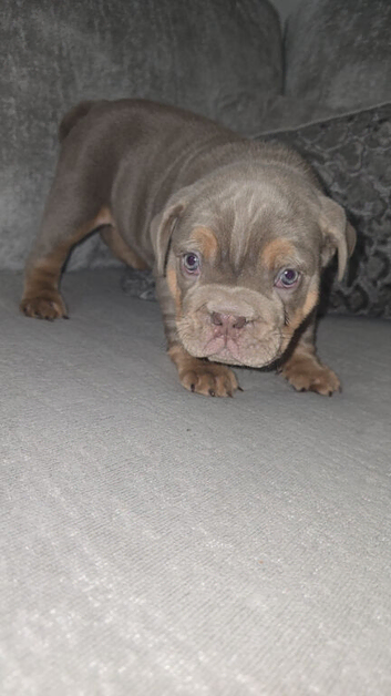 *LAST MALE* Lilac Tri English bulldog puppies