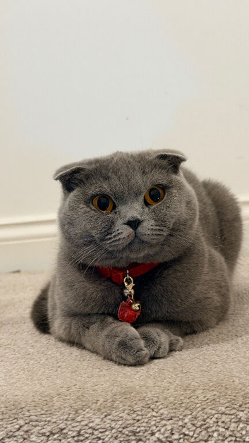 Beautiful 1-Year-Old Female Cat Looking for a Loving Home