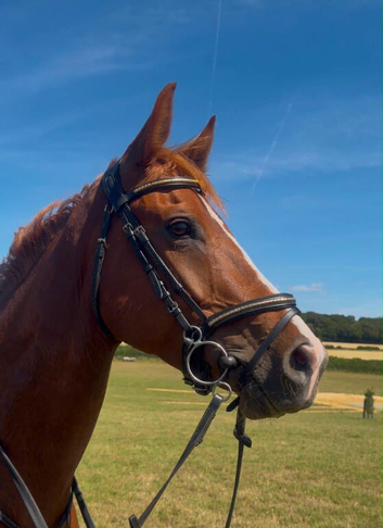 15:2hh | 6-Year-Old Mare | Exceptional All-Rounder / Pony club horse.