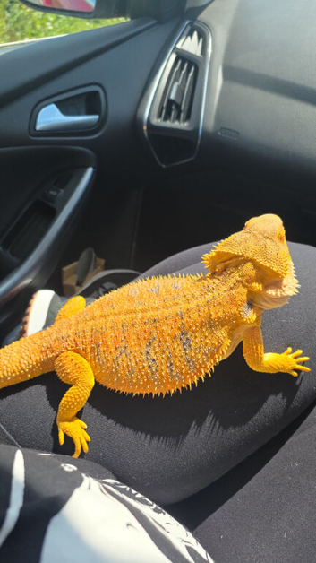 Beautiful female bearded dragon blue bar