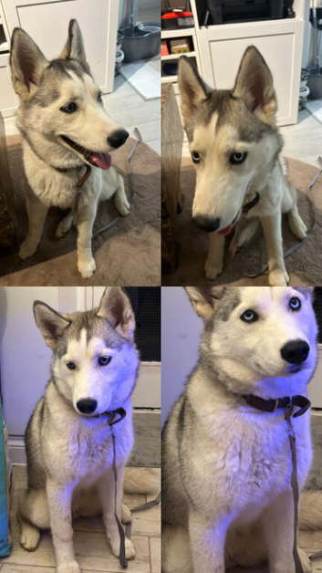 Siberian Husky