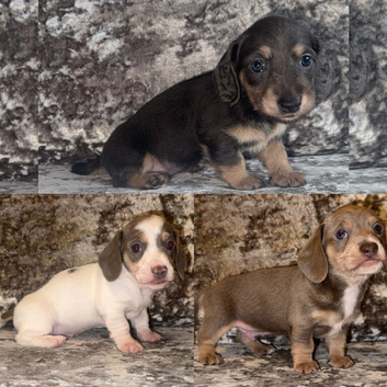 Miniature dachshund