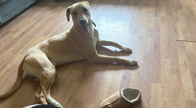 Saluki bull lurcher