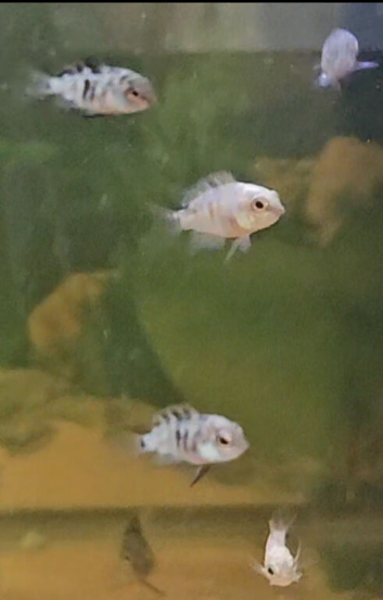 Blue Polar Parrot Fry