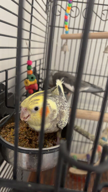 Pair of cockatiels