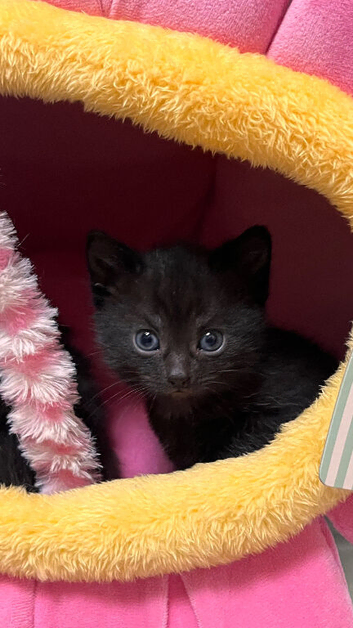 1 Bombay kitten