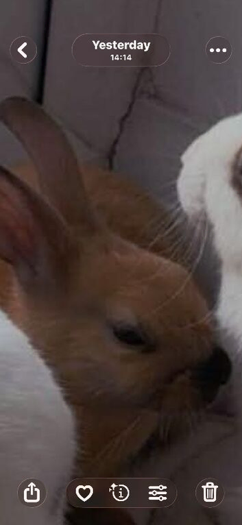 Beautiful male neutered rabbit