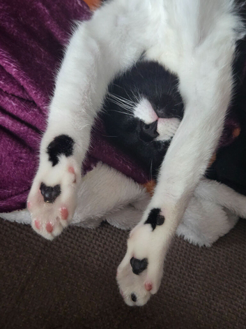 Tuxedo mustache boy (ready to leave)