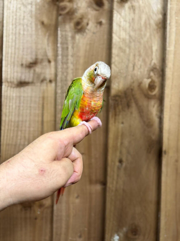 Pineapple conure
