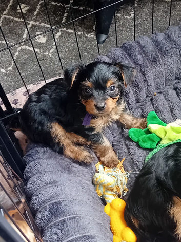 YORKSHIRE TERRIER PUPPIES BOYS AND GIRLS.