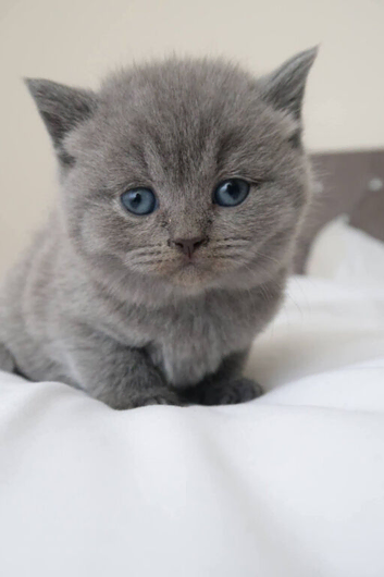️ Kittens Arriving Soon ️