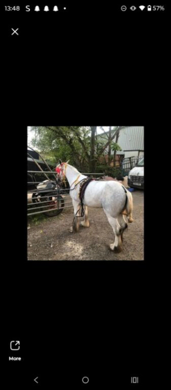 Perl halfbred mare