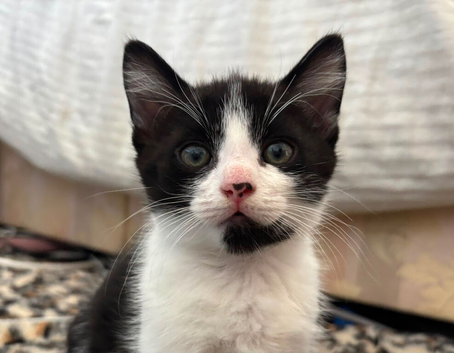 One last kitten looking for his forever home!