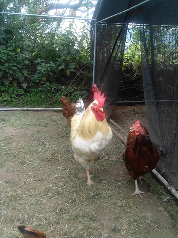 19 month white Sussex cockerel and a 9 month hybrid black tail & 4 hybrid black tail hens 19 months