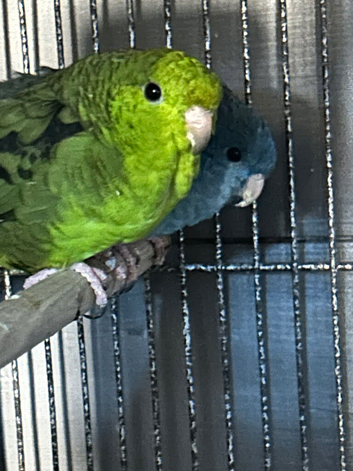 Pair of linnies