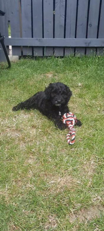 Male cockerpoo