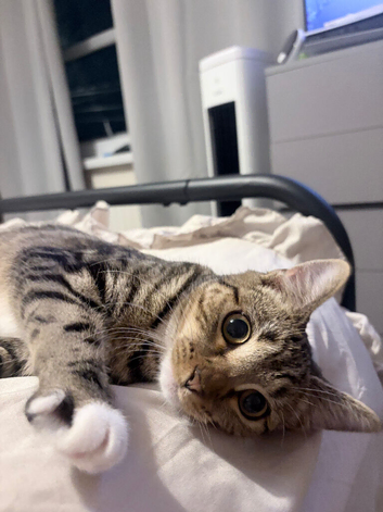 7 month old hazel