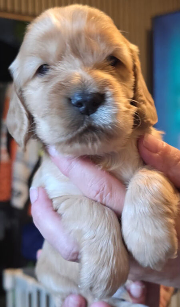 Cocker spaniel puppies for sale