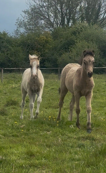 Welsh part bred filly
