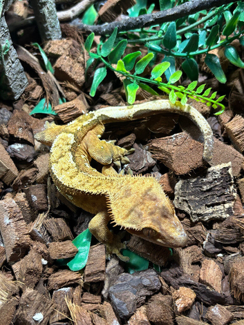 crested geckos plus setup for sale