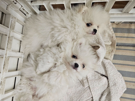 2 pomeranian puppies 1 male 1 female
