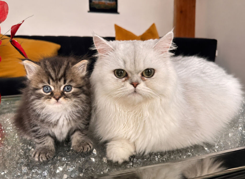 Persian Kitten For Sale