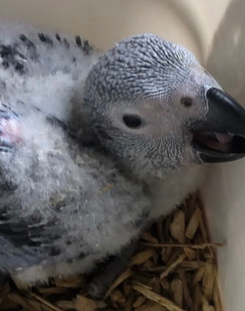 Baby African greys