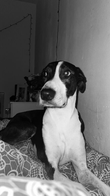 Lurcher/staff