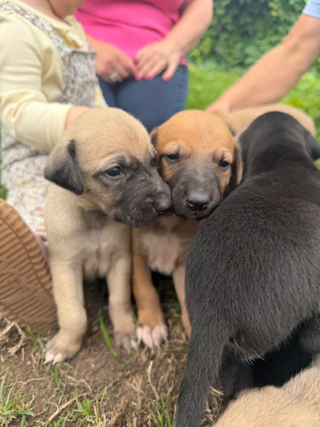 Outstanding Working-Bred Whippet Lurcher Puppies
