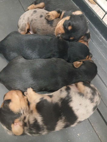 Dutch hound puppies