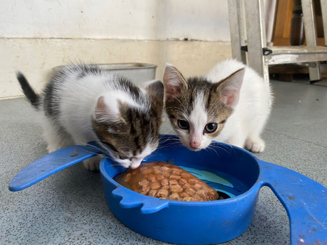Kittens