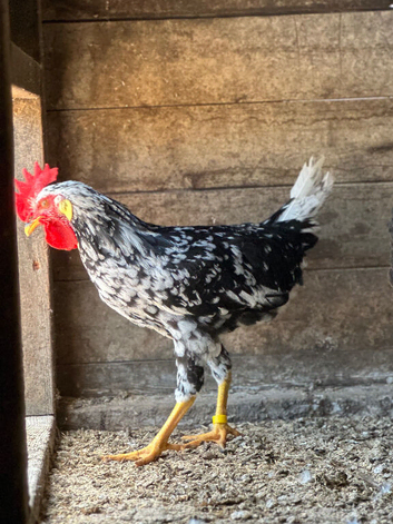 EXCHEQUER LEGHORN COCKERELS