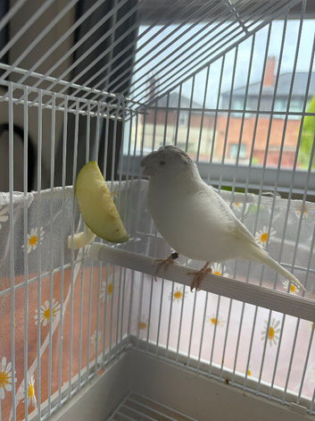 Female Gloster Canary White - Manchester