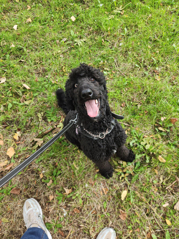 Labradoodle F1b