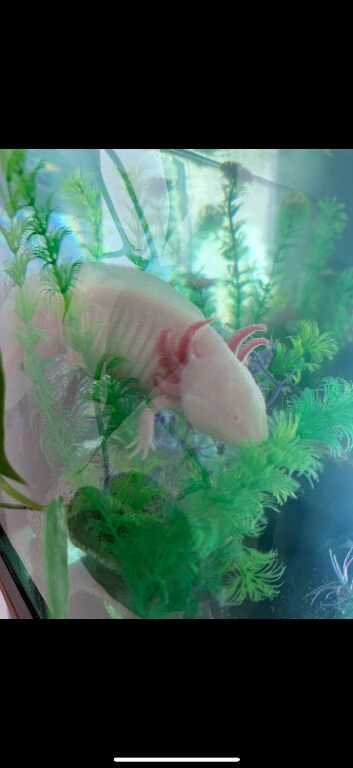 Axolotl and tank for sale