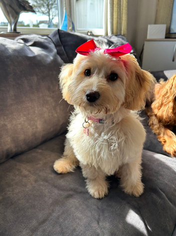 Golden cockapoo