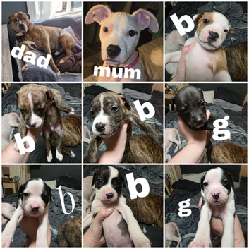 American bulldog cross akita
