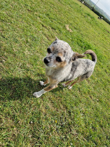 Chihuahua Stud