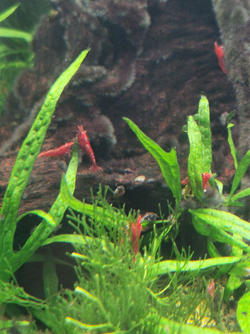 Red cherry shrimp
