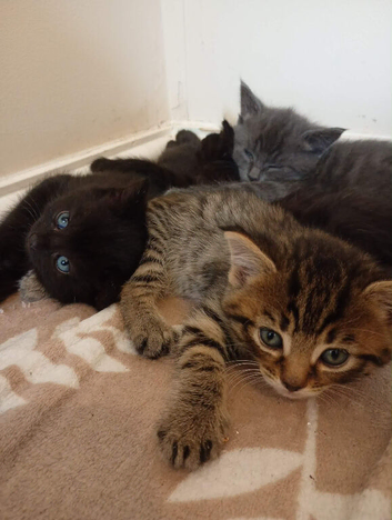 litter of 5 kittens