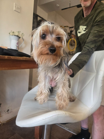 Yorkiepoo puppies