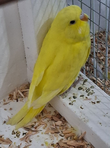 Budgie