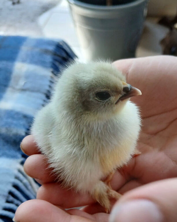 Lavender pekin bantam chicks