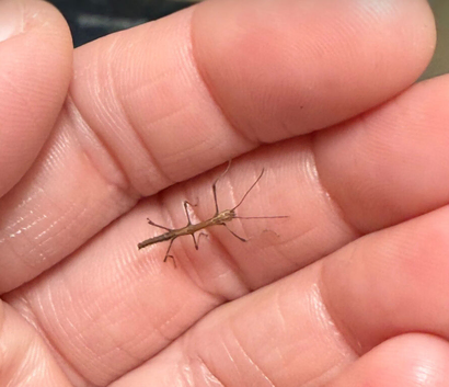 Indian stick insect Nymphs (babies) and eggs