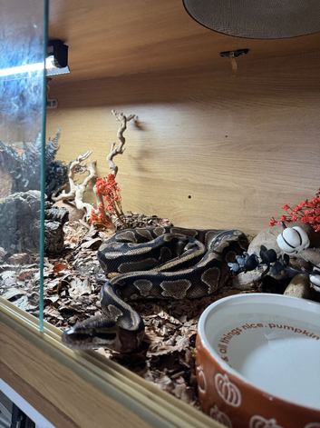 beautiful royal python