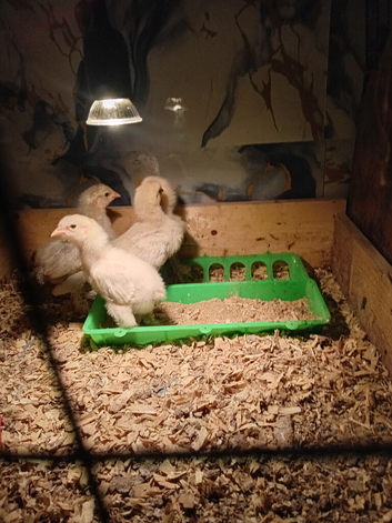 4 Golden Brahma chicks for sale 2 weeks old &pound;20 for the 4