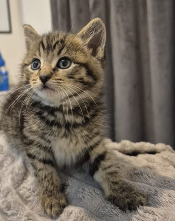 Kitten For Sale