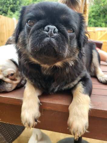Long haired pug puppies